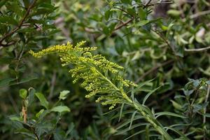 Anise Goldenrod Plant photo