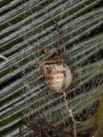 Female Adult Brown Widow photo