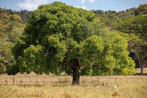 Large angiosperm tree photo