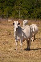 vaca adulta en una granja foto