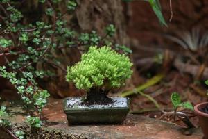 pequeño bonsai en un jardín foto