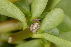 Seed bug nymph on a Common Purslane photo