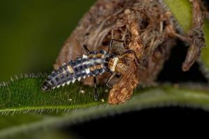 larva de mariquita manchada de negro
