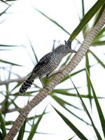 macho brasileño barrado antshrike foto