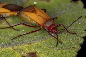 Adult Cotton Stainer Bugs photo