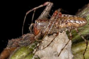 araña lince hembra adulta foto