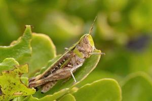 Adult Stridulating Slantface Grasshopper photo