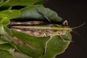 Adult Stridulating Slantface Grasshopper