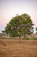 gran árbol de angiospermas foto