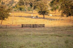 Typical pasture fields photo