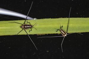 Water Strider Insect photo