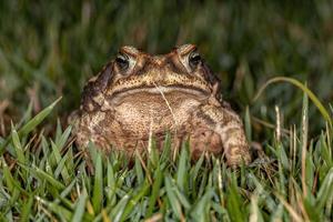 Adult Cururu Toad