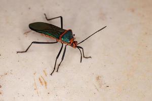 Leaf footed Bug photo