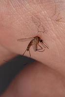 Adult Culicine Mosquitoe photo
