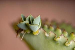 Details of the leaves of a crasulaceous plant photo