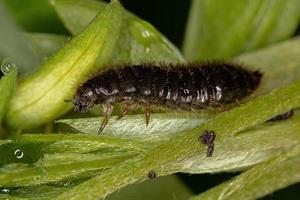 Long-jointed Beetle Larva