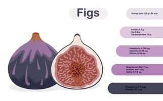 Fresh ripe delicious juicy figs whole and halved. Infographics. Vector illustration