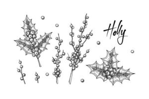 Set of Holly brunches with berries and leaves isolated on white background. Christmas decoration elements. Vector illustration in sketch style