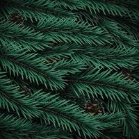 Realistic Christmas tree branches texture. vector