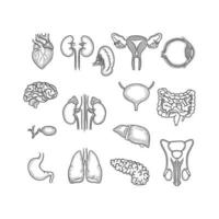 Organs sketch human body parts medical anatomy set liver hearts kidney brain stomach vector