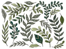 Set plant element.Branch leave collection.Herb nature isolated vector