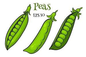 Peas set. Closed and open green pea pods. vector