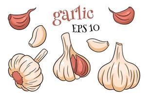 Garlic set. Head of garlic, cloves, peeled and husked. vector