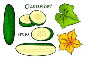 Cucumber set. Fresh cucumbers, wedges, half a cucumber, flower and leaf. vector