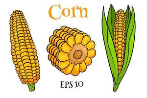 Corn set. Fresh corn cobs with and without leaves. vector