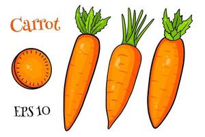 Carrot set. Fresh carrots and slices. In a cartoon style. vector