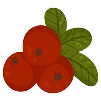 Lingonberry, cranberries, wild berries. Autumn design element. Vector illustration, cartoon style