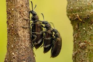 Adult Long-jointed Beetles photo