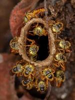 abejas jatai adultas foto