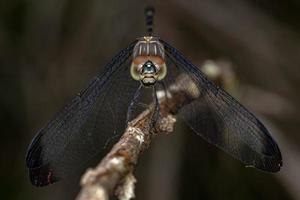insecto libélula adulto foto