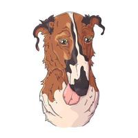 vector de retrato de perro borzoi dibujado a mano. objetos aislados para su diseño. cada objeto se puede cambiar y mover.