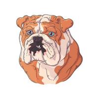 vector de retrato de bulldog dibujado a mano. objetos aislados para su diseño. cada objeto se puede cambiar y mover.