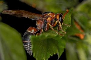 Adult Potter Wasp photo