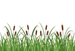 Reed mace, reed in the grass on white background vector