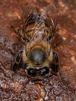 abeja de miel occidental hembra adulta foto