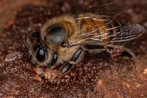abeja de miel occidental hembra adulta foto
