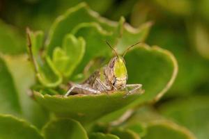 Adult Stridulating Slantface Grasshopper photo