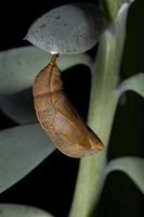 Brazilian Butterfly cocoon photo