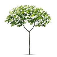 Tree isolated on white background with soft shadow. Use for landscape design, architectural decorative. Park and outdoor object idea for natural article both on print and website. Vector. vector