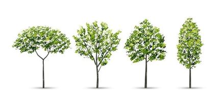 Collection of tree isolated on white background. Natural object for landscape design, architectural decoration, park and outdoor graphic. Vector. vector