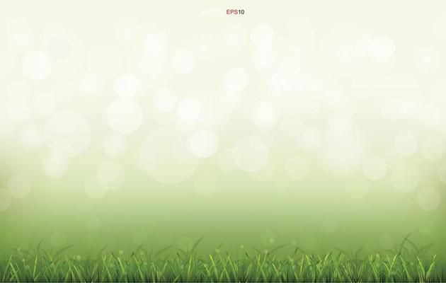 Green grass field with light blurred bokeh background. Vector.