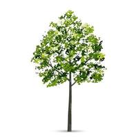 Tree isolated on white background with soft shadow. Natural object for landscape design. Vector. vector