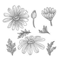 Chamomile silhouette hand drawn isolated on white background. Blossom nature floral, vector illustration