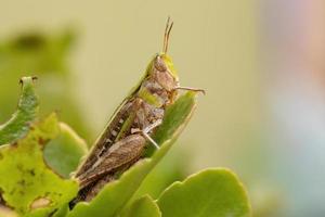 Adult Stridulating Slantface Grasshopper photo