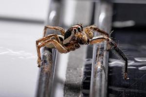 Male Pantropical Jumping Spider photo