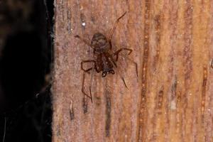 Brown Spitting Spider photo